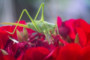 Büyük sarı çekirge. makro çekirge. Yeşil çekirge makrosu. Büyük yeşil böcek..