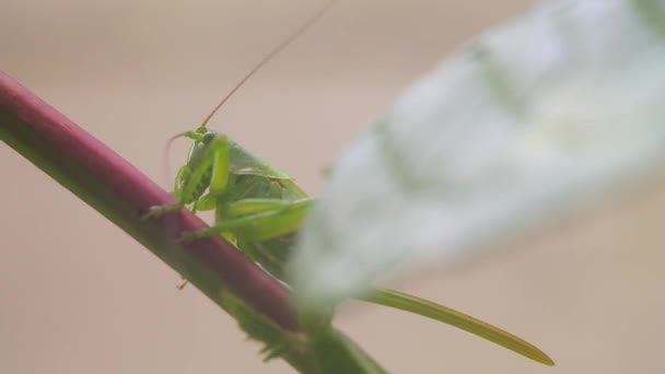 Big Yellow Grasshopper Macro Grasshopper Green Locust Macro Big Green — Stock Video