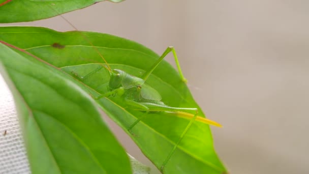 大きな黄色のバッタ マクロ バッタ 緑のイナゴマクロ 大きな緑の昆虫 — ストック動画