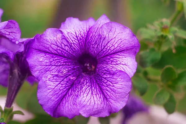 Pétunia Violet Grande Fleur Bleue Macro Pétunia Grands Pétales Violets — Photo