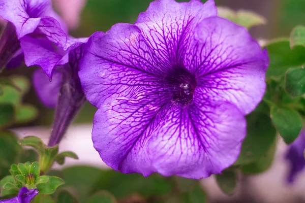 Pétunia Violet Grande Fleur Bleue Macro Pétunia Grands Pétales Violets — Photo