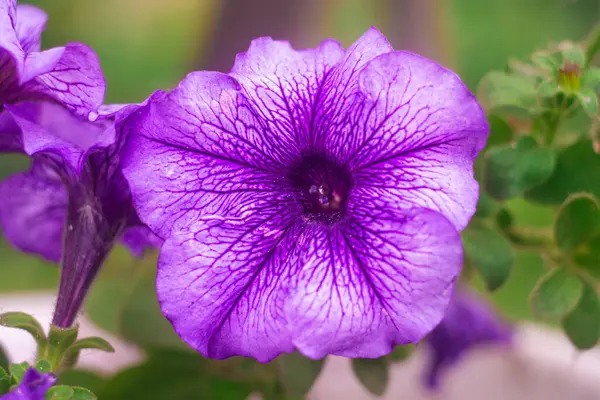 Pétunia Violet Grande Fleur Bleue Macro Pétunia Grands Pétales Violets — Photo