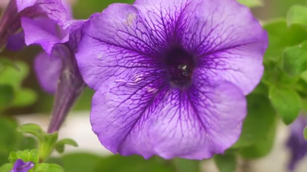 Фіолетова Петунія Велика Блакитна Квітка Макропетунія Великі Фіолетові Пелюстки — стокове відео