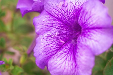 mor petunya. Büyük mavi çiçek. makro petunya. büyük mor yapraklar