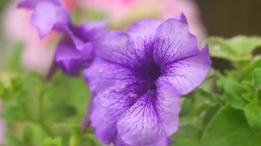 mor petunya. Büyük mavi çiçek. makro petunya. büyük mor yapraklar
