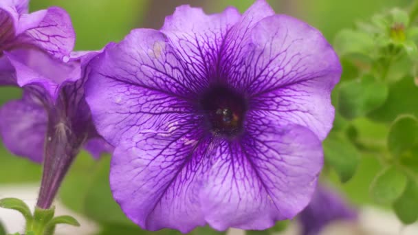 Petunia Púrpura Una Gran Flor Azul Macro Petunia Pétalos Morados — Vídeos de Stock