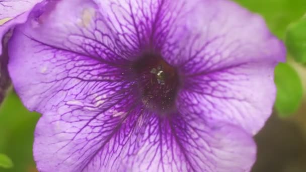 Petúnia Roxa Grande Flor Azul Macropetúnia Grandes Pétalas Roxas — Vídeo de Stock