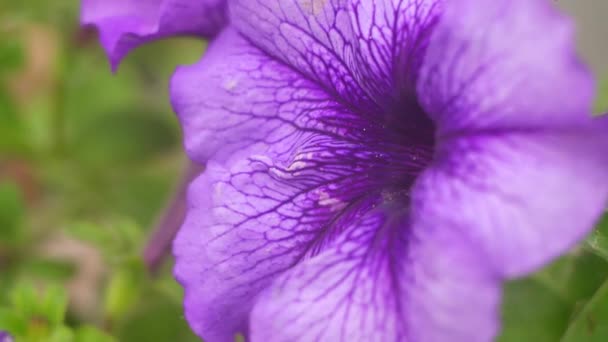 Petunia Púrpura Una Gran Flor Azul Macro Petunia Pétalos Morados — Vídeo de stock