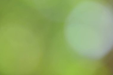 Soyut yeşil arkaplan. Renk eğilimli animasyon. Yumuşak, bulanık arkaplan hareket ediyor. Renkler konuma göre değişir, pürüzsüz renk geçişleri oluşturur. Güneş ışığıyla soyut arkaplan.