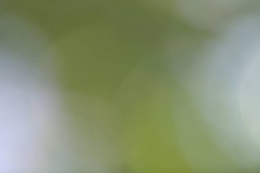 Soyut yeşil arkaplan. Renk eğilimli animasyon. Yumuşak, bulanık arkaplan hareket ediyor. Renkler konuma göre değişir, pürüzsüz renk geçişleri oluşturur. Güneş ışığıyla soyut arkaplan.