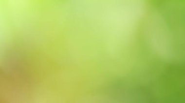 Soyut yeşil arkaplan. Renk eğilimli animasyon. Yumuşak, bulanık arkaplan hareket ediyor. Renkler konuma göre değişir, pürüzsüz renk geçişleri oluşturur. Güneş ışığıyla soyut arkaplan.