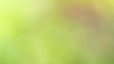 Soyut yeşil arkaplan. Renk eğilimli animasyon. Yumuşak, bulanık arkaplan hareket ediyor. Renkler konuma göre değişir, pürüzsüz renk geçişleri oluşturur. Güneş ışığıyla soyut arkaplan.