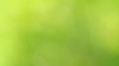 Soyut yeşil arkaplan. Renk eğilimli animasyon. Yumuşak, bulanık arkaplan hareket ediyor. Renkler konuma göre değişir, pürüzsüz renk geçişleri oluşturur. Güneş ışığıyla soyut arkaplan.