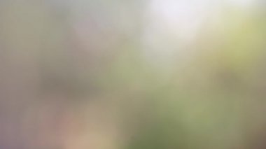 Soyut yeşil arkaplan. Renk eğilimli animasyon. Yumuşak, bulanık arkaplan hareket ediyor. Renkler konuma göre değişir, pürüzsüz renk geçişleri oluşturur. Güneş ışığıyla soyut arkaplan.