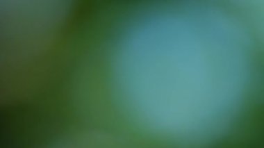 Soyut yeşil arkaplan. Renk eğilimli animasyon. Yumuşak, bulanık arkaplan hareket ediyor. Renkler konuma göre değişir, pürüzsüz renk geçişleri oluşturur. Güneş ışığıyla soyut arkaplan.