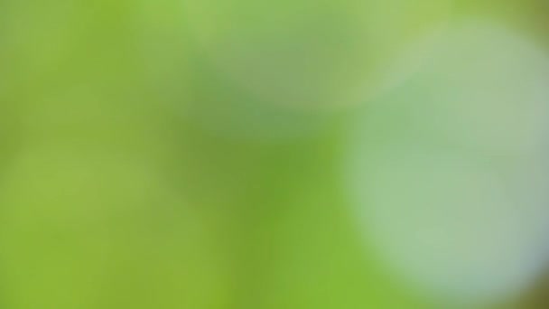Soyut Yeşil Arkaplan Renk Eğilimli Animasyon Yumuşak Bulanık Arkaplan Hareket — Stok video