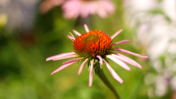 Εχινάκεια Echinacea Purpurea Ανθοφόρο Φαρμακευτικό Φυτό Rudbeckia Ιατρικό Φυτό Ζωντανό — Αρχείο Βίντεο