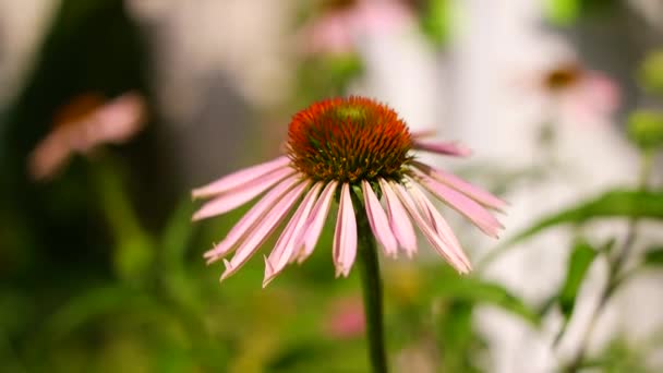 Equinácea Equinácea Purpurea Planta Medicinal Con Flores Rudbeckia Planta Medicinal — Vídeos de Stock