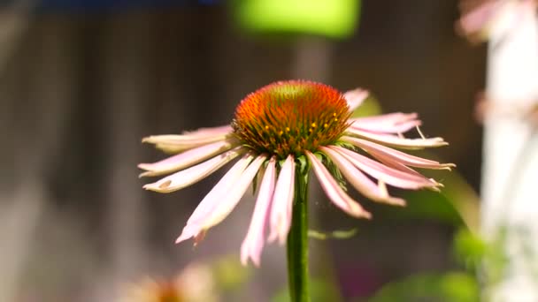 Ekinezya Ekinezya Purpurea Çiçek Açan Tıbbi Bitki Rudbeckia Tıbbi Bitki — Stok video