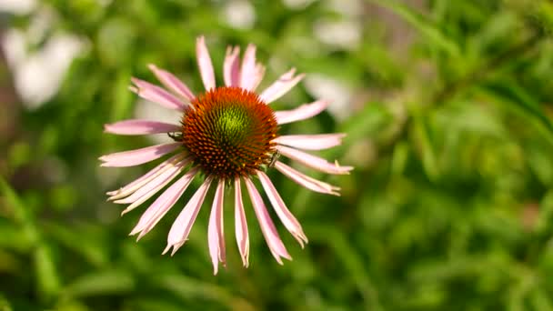 Εχινάκεια Echinacea Purpurea Ανθοφόρο Φαρμακευτικό Φυτό Rudbeckia Ιατρικό Φυτό Ζωντανό — Αρχείο Βίντεο