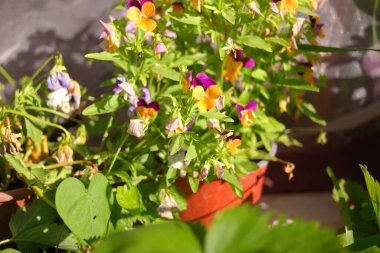 Yeşil arka planda, bahçedeki renkli nonoş çiçekleri. Bahar çiçekli dekoratif saksılar Viola Cornuta canlı mor ve sarı renkli, mor sarı hanım evlatları.