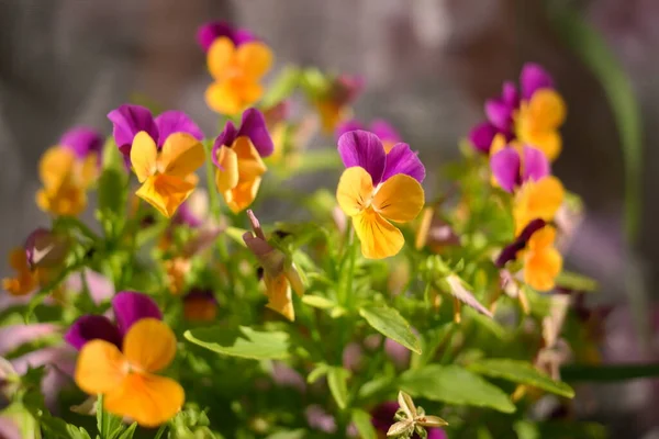 Barevné Mléčné Květy Zahradě Zeleném Pozadí Dekorativní Květináče Jarními Květy — Stock fotografie