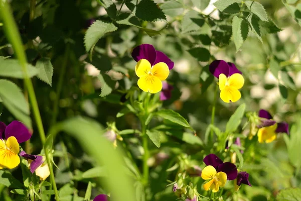 Fleurs Pansées Colorées Dans Jardin Sur Fond Vert Pots Fleurs — Photo