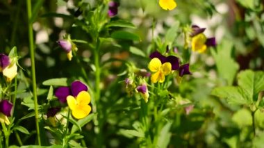 Yeşil arka planda, bahçedeki renkli nonoş çiçekleri. Bahar çiçekli dekoratif saksılar Viola Cornuta canlı mor ve sarı renkli, mor sarı nonoşlar. Viola wittrockiana