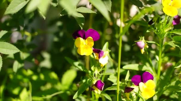 Kolorowe Bratki Kwiaty Ogrodzie Zielonym Tle Dekoracyjne Doniczki Wiosennych Kwiatów — Wideo stockowe