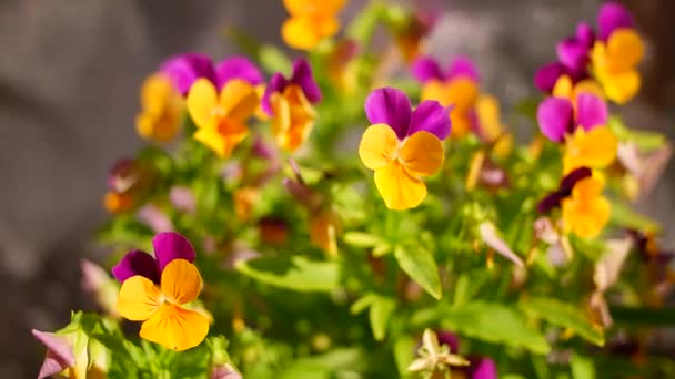 Kolorowe Bratki Kwiaty Ogrodzie Zielonym Tle Dekoracyjne Doniczki Wiosennych Kwiatów — Wideo stockowe