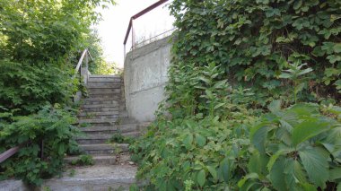 yeşil üzüm yaprakları. Yaban üzüm yaprakları. Yaban üzüm yapraklarından oluşan bir duvar. Yeşil üzüm yapraklarının dokusunu kapat..