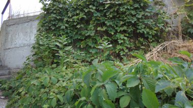 yeşil üzüm yaprakları. Yaban üzüm yaprakları. Yaban üzüm yapraklarından oluşan bir duvar. Yeşil üzüm yapraklarının dokusunu kapat..