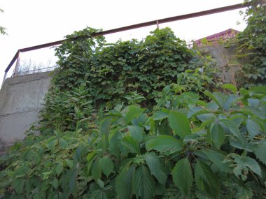 yeşil üzüm yaprakları. Yaban üzüm yaprakları. Yaban üzüm yapraklarından oluşan bir duvar. Yeşil üzüm yapraklarının dokusunu kapat..