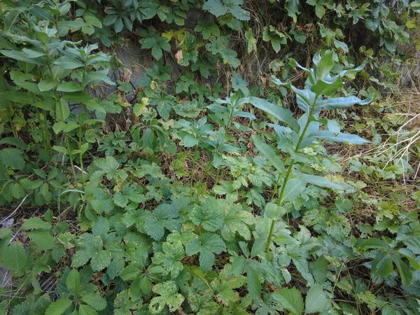 green leaves of wild grapes. Leaves of wild grapes. Wall of leaves of wild grapes.Close up texture of green wild grape leaves.