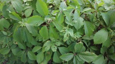 yeşil üzüm yaprakları. Yaban üzüm yaprakları. Yaban üzüm yapraklarından oluşan bir duvar. Yeşil üzüm yapraklarının dokusunu kapat..