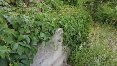 yeşil üzüm yaprakları. Yaban üzüm yaprakları. Yaban üzüm yapraklarından oluşan bir duvar. Yeşil üzüm yapraklarının dokusunu kapat..