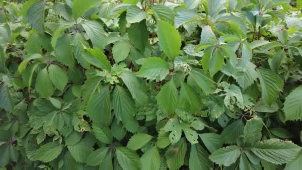 Gröna Blad Vilda Druvor Blad Vilda Druvor Vägg Blad Vilda — Stockvideo