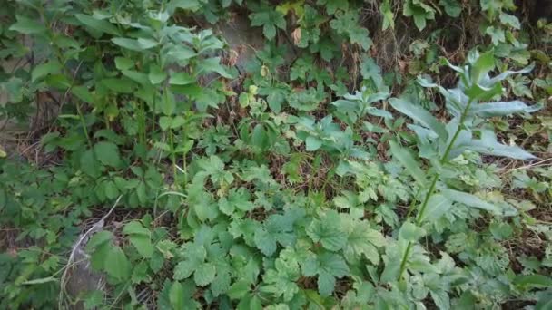 Green Leaves Wild Grapes Leaves Wild Grapes Wall Leaves Wild — Stock Video