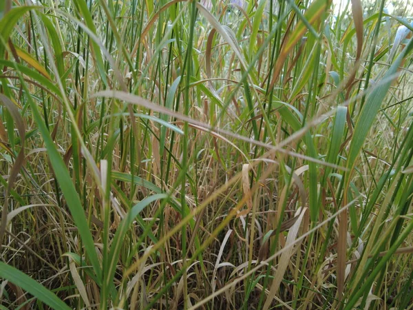 Yellow Green Grass Grass Wind Grass Stalks — Stock Photo, Image