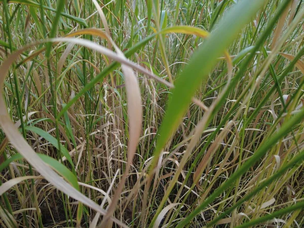 Yellow Green Grass Grass Wind Grass Stalks — Stock Photo, Image