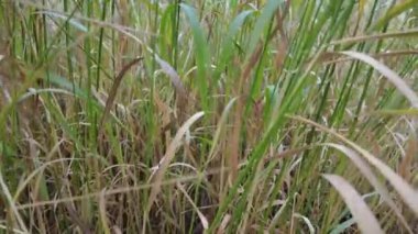 Sarı ve yeşil çimenler. Rüzgardaki çimenler. ot sapları.