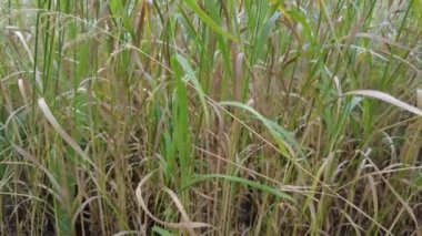 Sarı ve yeşil çimenler. Rüzgardaki çimenler. ot sapları.