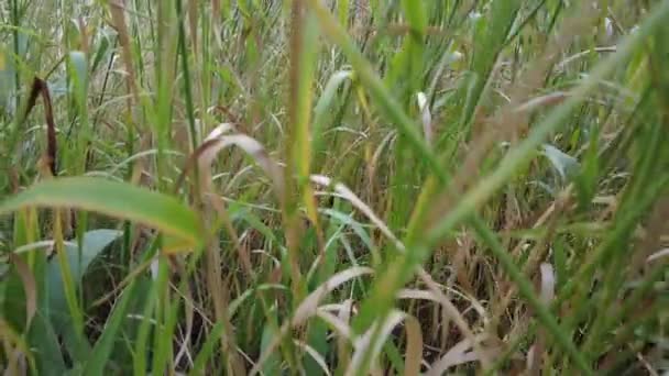 黄色と緑の草 風の中の草 草の茎 — ストック動画