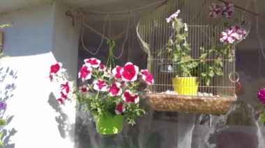 Saksıda güzel çiçekler. Renkli petunyalar. Bir sürü yaz çiçeği. Kırsalda çiçekler. Bahçede bir sürü çiçek var..