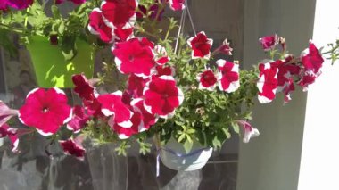 Saksıda güzel çiçekler. Renkli petunyalar. Bir sürü yaz çiçeği. Kırsalda çiçekler. Bahçede bir sürü çiçek var..