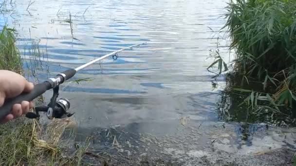 Pesca Pescador Com Uma Vara Pesca Pesca Costa Lago Vara — Vídeo de Stock