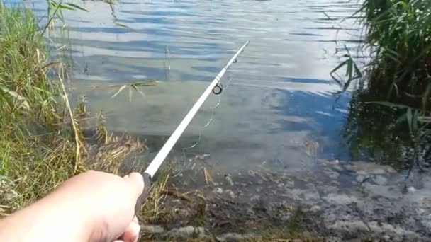 Fishing Fisherman Fishing Rod Fishing Shore Lake Fishing Rod Fishing — Stock Video