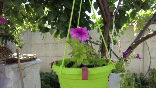 Mooie Bloemen Potten Kleurrijke Petunias Veel Zomerbloemen Bloemen Het Land — Stockvideo