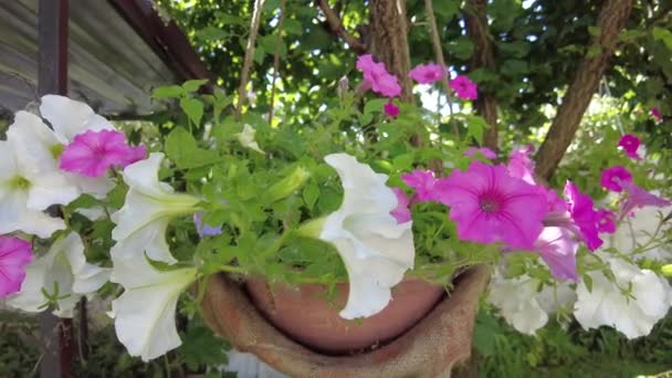 鉢の中の美しい花 カラフルなペチュニア 夏の花が多い 国内の花だ 庭にはたくさんの花が — ストック動画