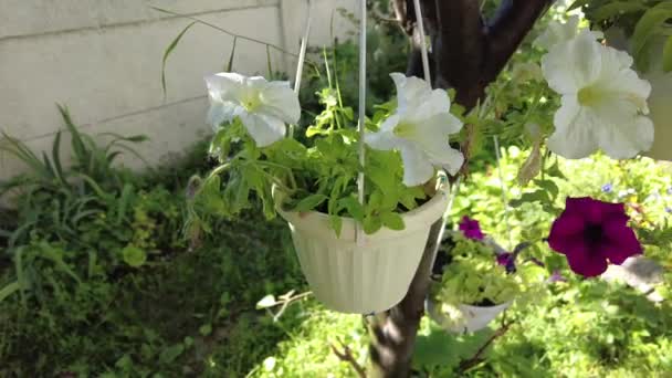 Beautiful Flowers Pots Colorful Petunias Many Summer Flowers Flowers Country — Stock Video